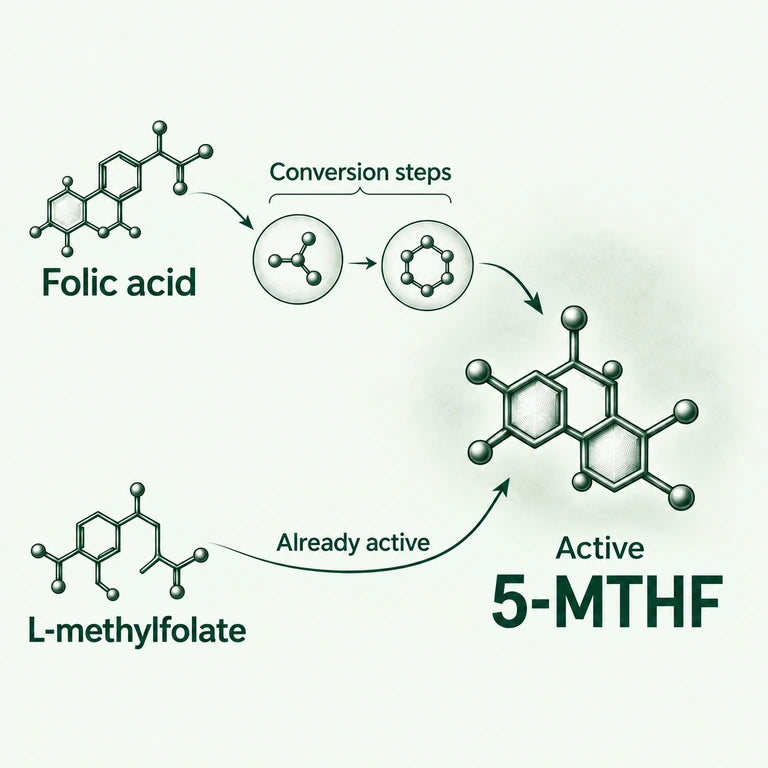 Diagram comparing two folate routes: folic acid passes through conversion steps to active 5-MTHF, while L-methylfolate is already active.
